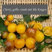 Cherrytomate (gelbe runde mit lila Kragen)