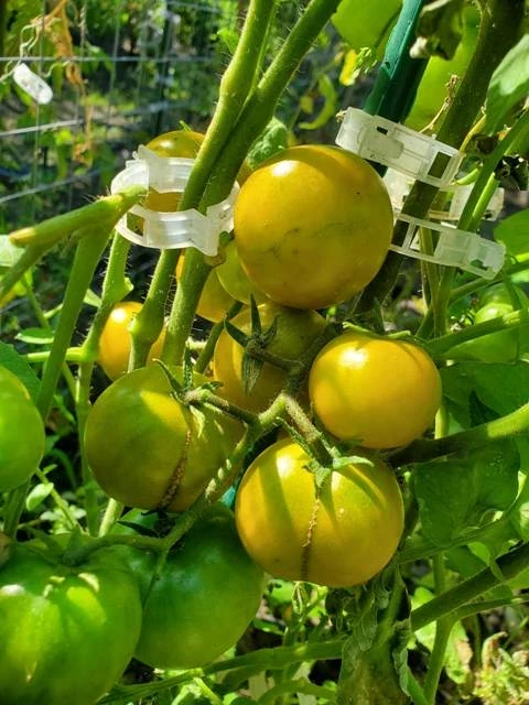 Cherrytomate (klein, grün, gelb)