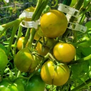 Cherrytomate (klein, grün, gelb)