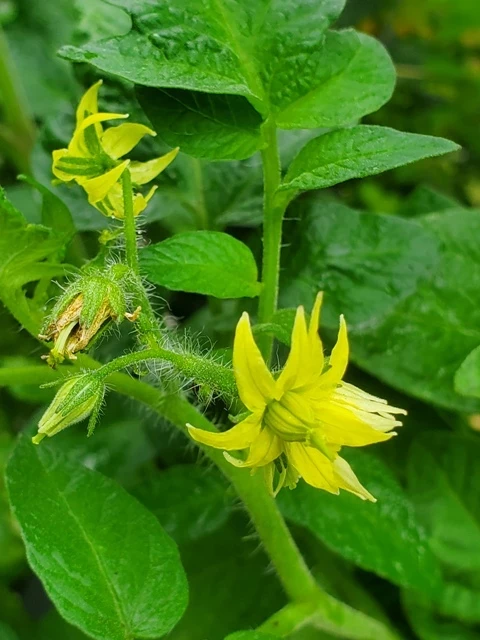 Cherrytomate (klein, grün, gelb)