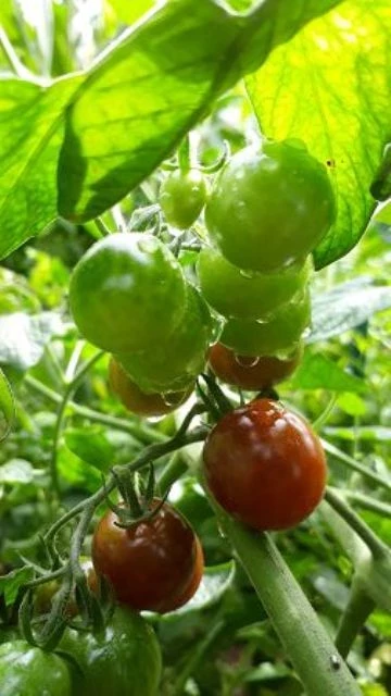 Cherrytomate (klein, rot, rund)
