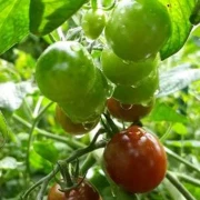 Cherrytomate (klein, rot, rund)