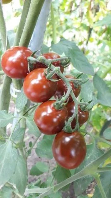 Cherrytomate (klein, rot, rund)
