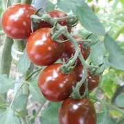Cherrytomate (klein, rot, rund)