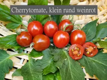 Cherrytomate, klein rund weinrot