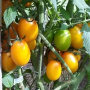 Cherrytomate (mittelgroß, gelb, länglich) F1)