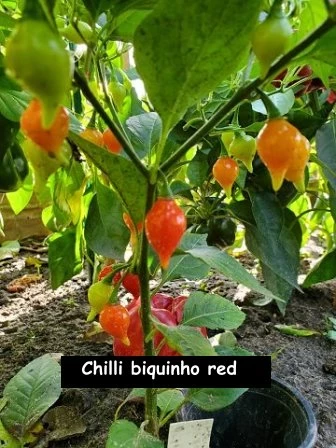 Chilli Biquinho (red)