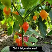 Chilli Biquinho (red)