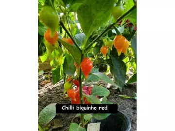 Chilli Biquinho (red)