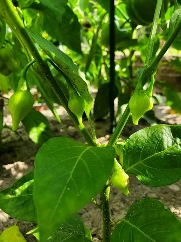 Chilli Biquinho (red)