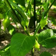 Chilli Biquinho (red)