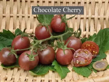 Chocolate Cherry