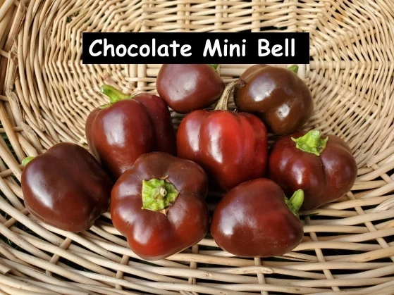 Chocolate Mini Bell