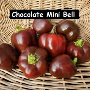 Chocolate Mini Bell