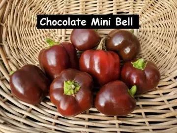 Chocolate Mini Bell