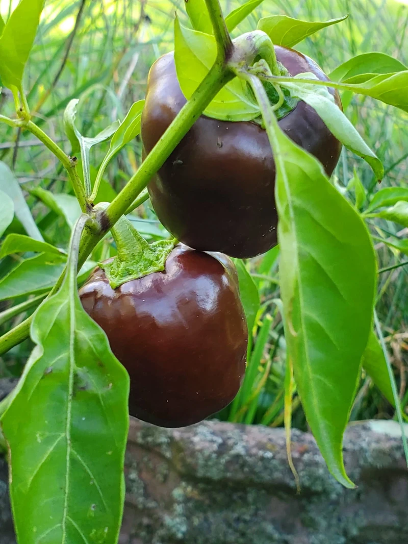 Chocolate Mini Bell