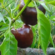 Chocolate Mini Bell