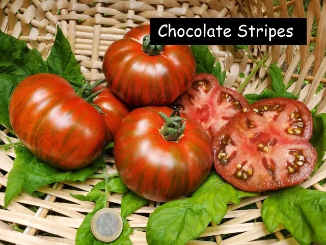 Chocolate Stripes
