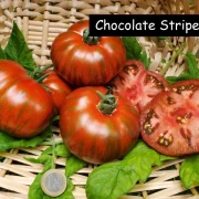 Chocolate Stripes