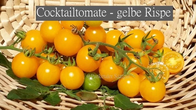 Cocktailtomate - gelbe Rispe