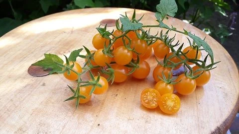 orange Beauty