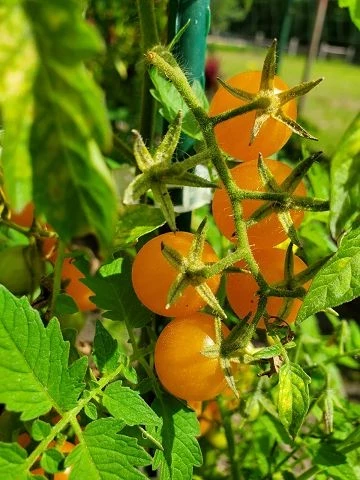 orange Beauty