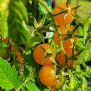 orange Beauty