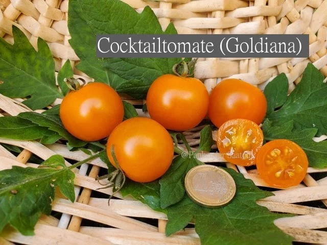 Cocktailtomate (Goldiana)