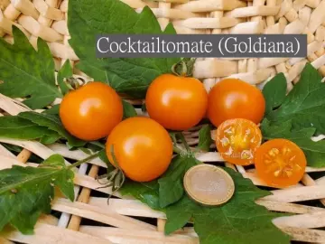 Cocktailtomate (Goldiana)