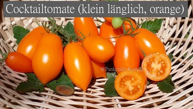 Cocktailtomate (klein länglich, orange)
