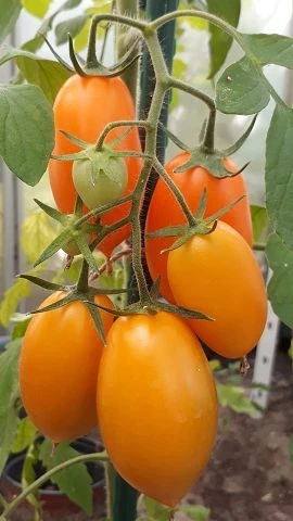 Cocktailtomate (klein länglich, orange)