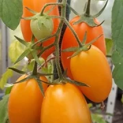 Cocktailtomate (klein länglich, orange)