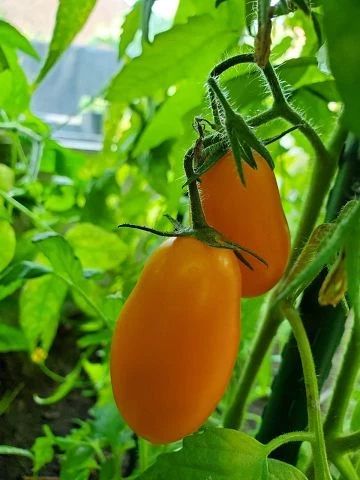 Cocktailtomate (klein länglich, orange)