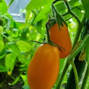 Cocktailtomate (klein länglich, orange)