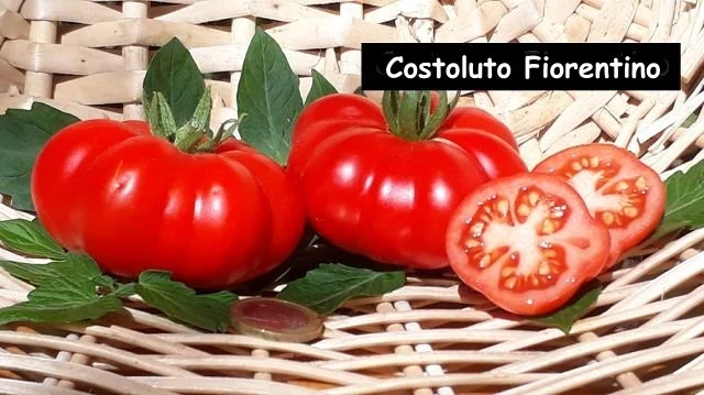 Costoluto Fiorentino