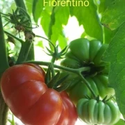 Costoluto Fiorentino