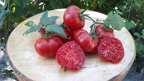 Costoluto Fiorentino