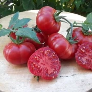 Costoluto Fiorentino