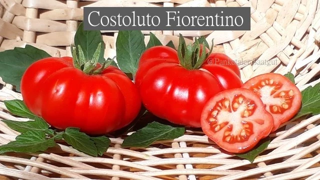 Costoluto Fiorentino