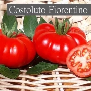 Costoluto Fiorentino