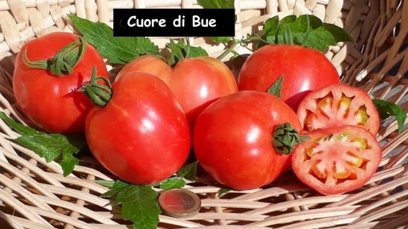 Cuore die Bue