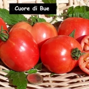 Cuore die Bue
