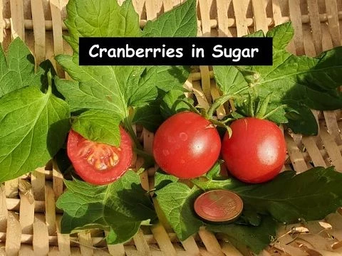 Cranberries in Sugar