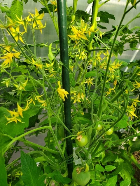 Cranberries in Sugar