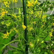 Cranberries in Sugar