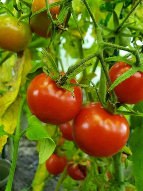 Cranberries in Sugar