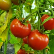 Cranberries in Sugar