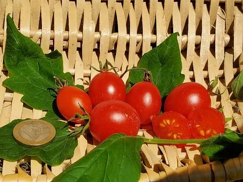 Crazy Cherry