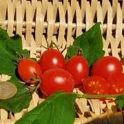 Crazy Cherry