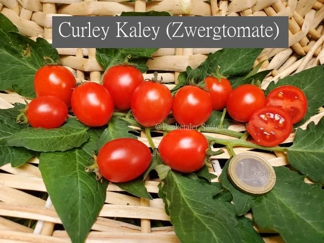 Curley Kaley (Grünkohltomate)